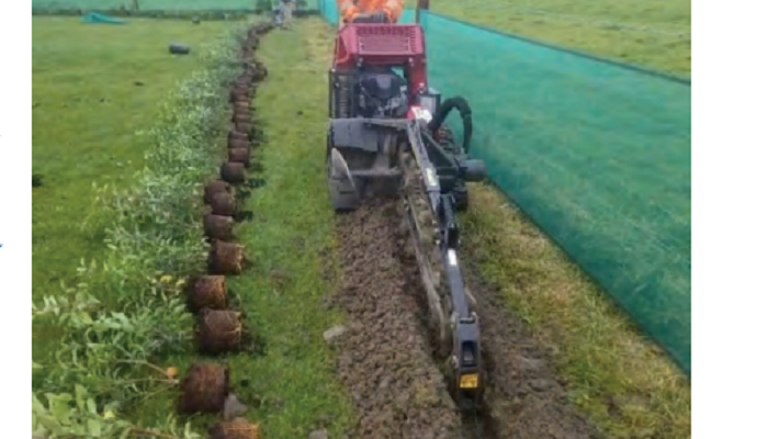 Creating an amenity hedge near a rural house