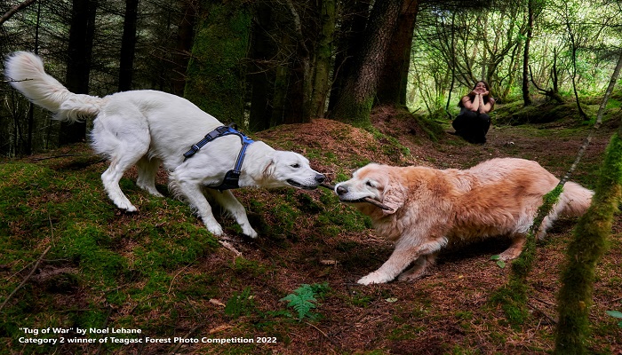 Winner of the 'Forests for People' Category of the 2022 Teagasc Forest Photo Competition Announced