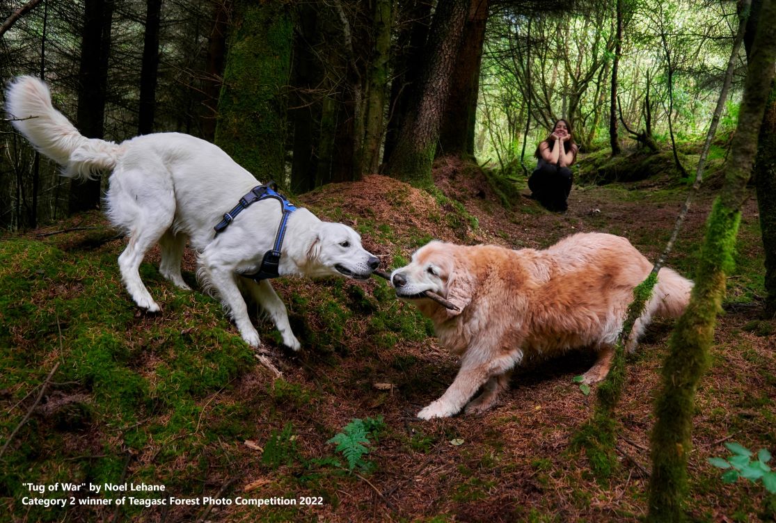 Winner of the “Forests for People” Category of the 2022 Teagasc Forest Photo Competition Announced