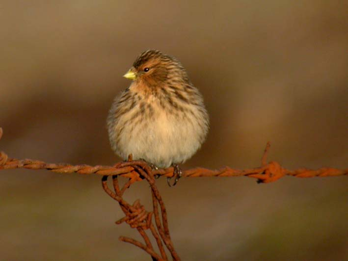 A Twite perching on a branch