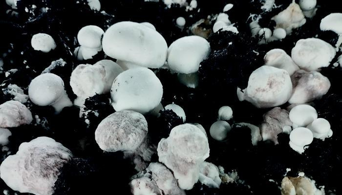 Going viral: How viruses can help fight mushroom pathogens