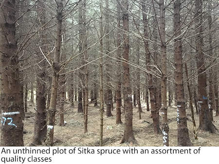 Step-by-step guide to online forestry premium applications