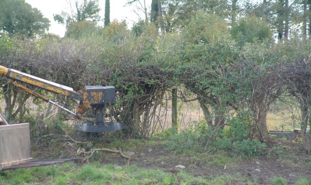 Upside down toilet brush hedge of low biodiversity and carbon value
