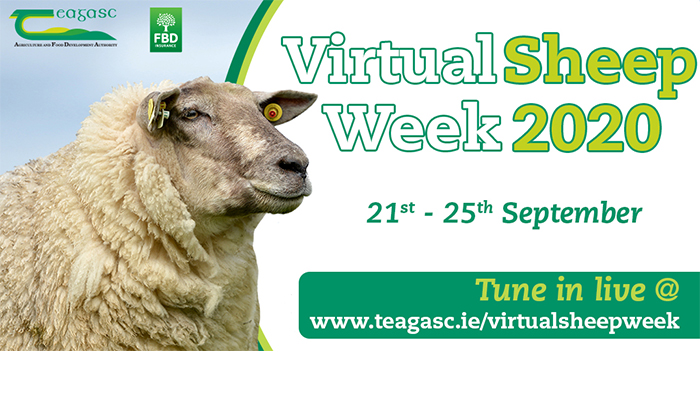 Virtual Sheep Week 2020 - Friday