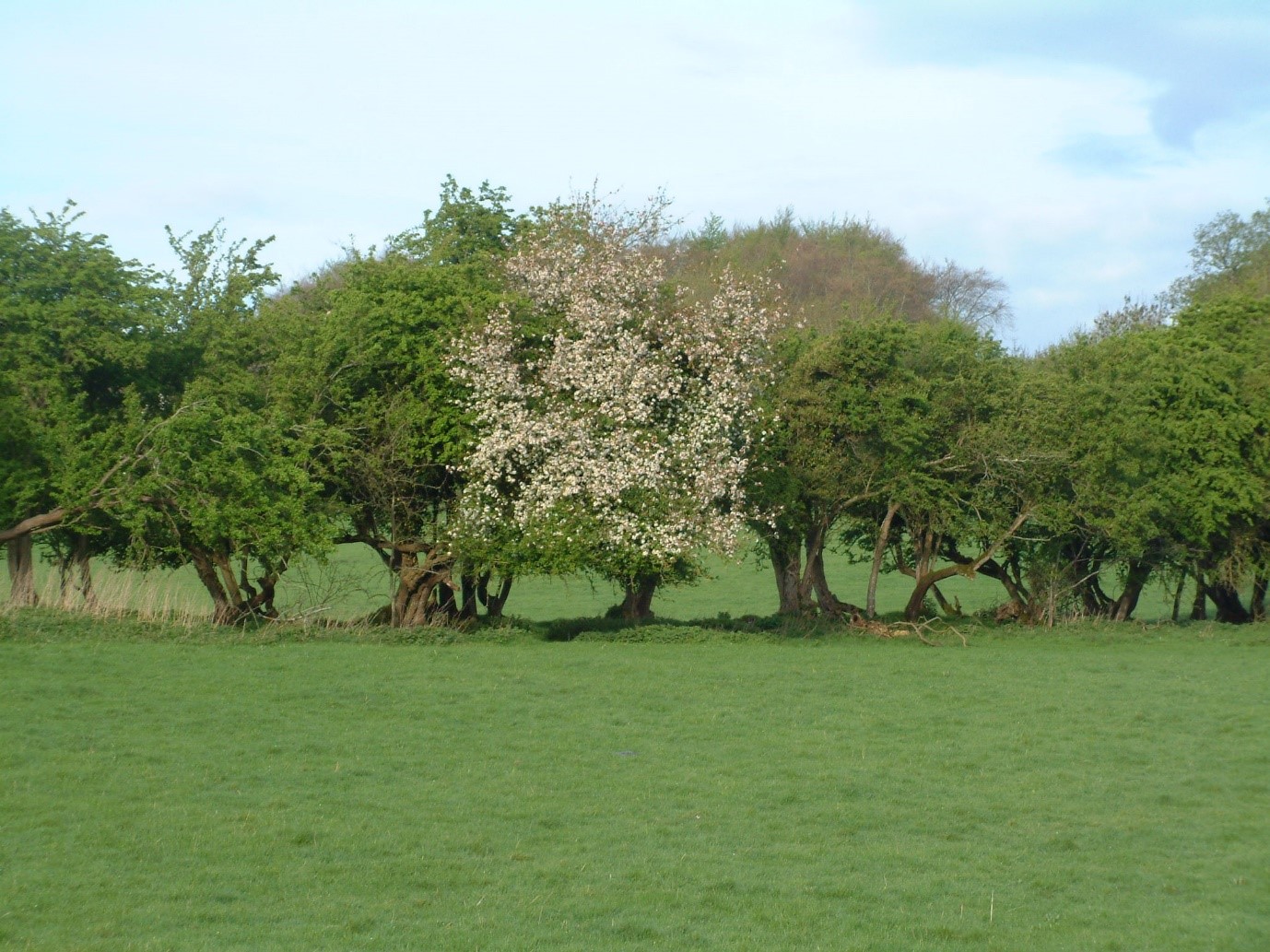 Hedge valuable for biodiversity and carbon to justify coppicing