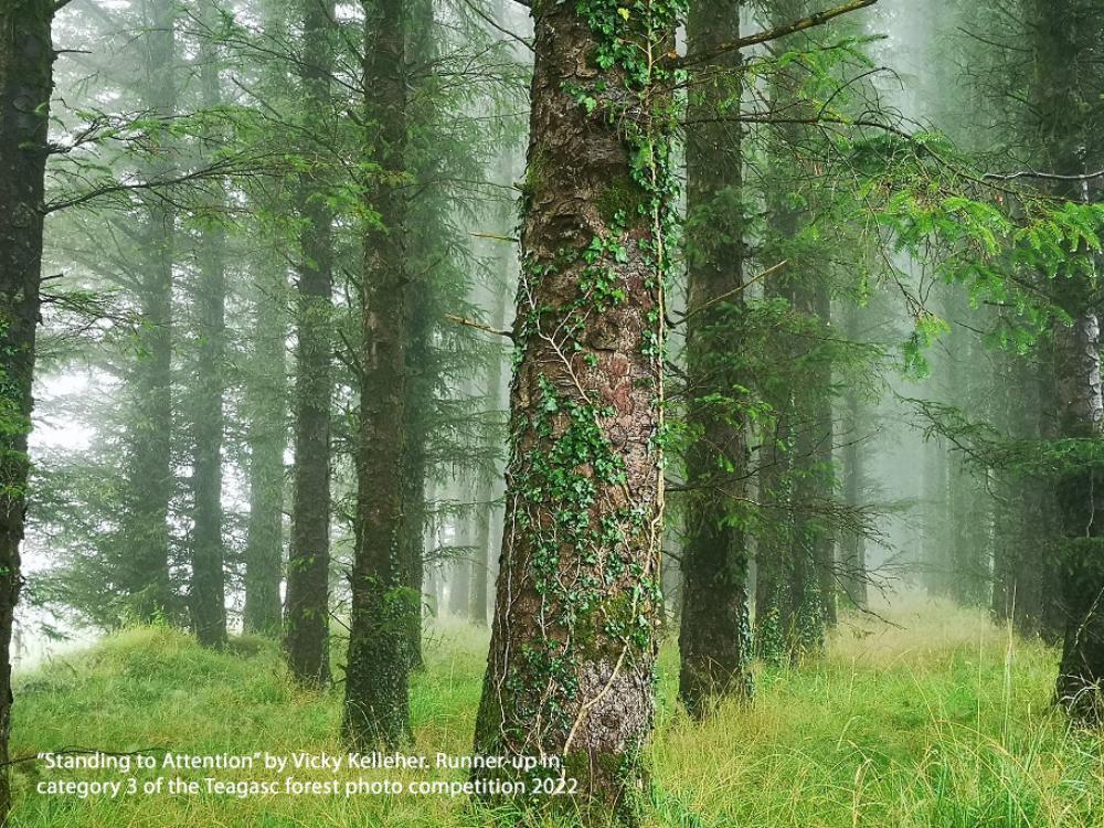 photo of a maturing productive forest that will provide future woo9d resources for home construction and many other uses.