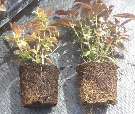 Root damage seen on plant on left, healthy plant on right