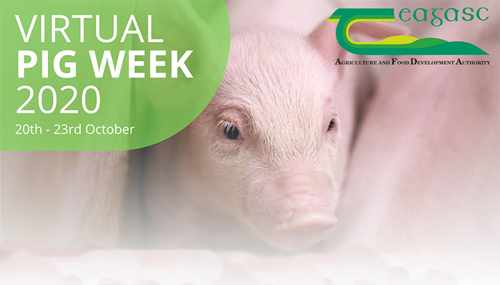 Virtual Pig Week 2020 - Friday