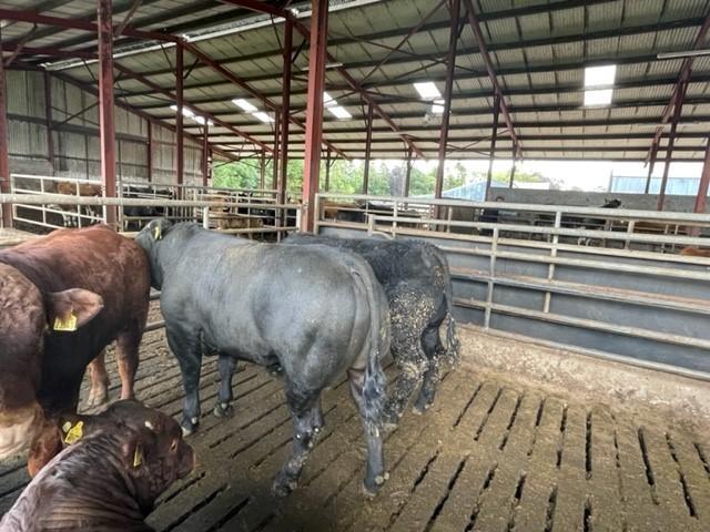 Finishing bulls