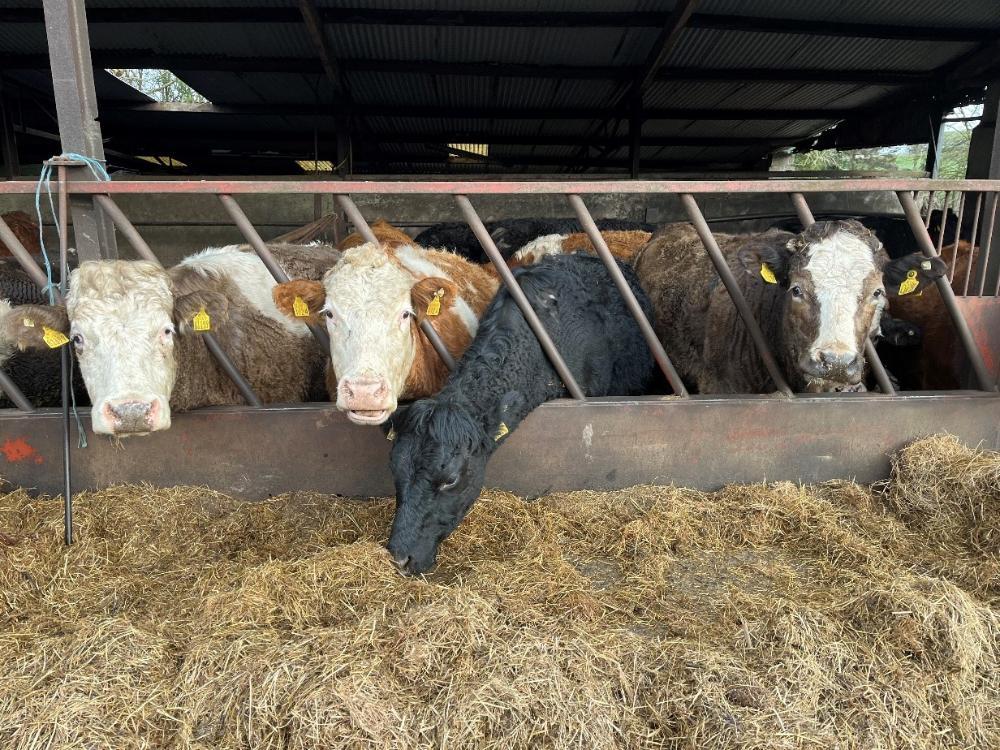 Cows eating silage