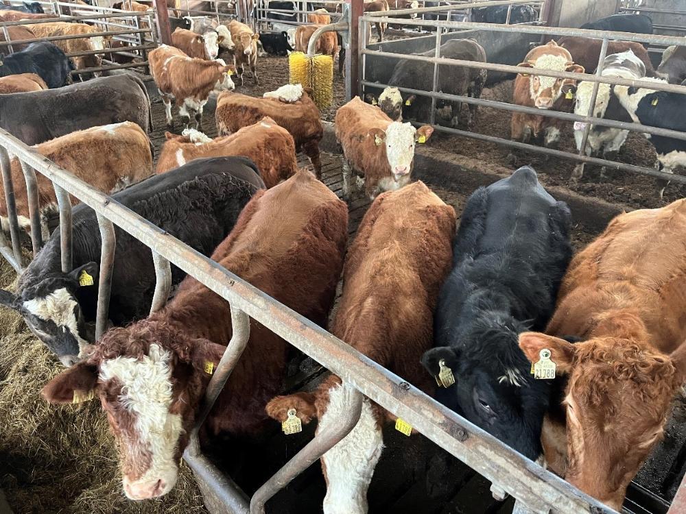 Heifers in shed