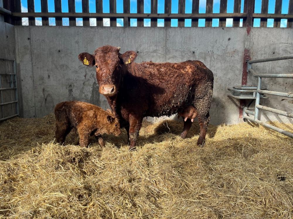 Freshly calved cow and calf