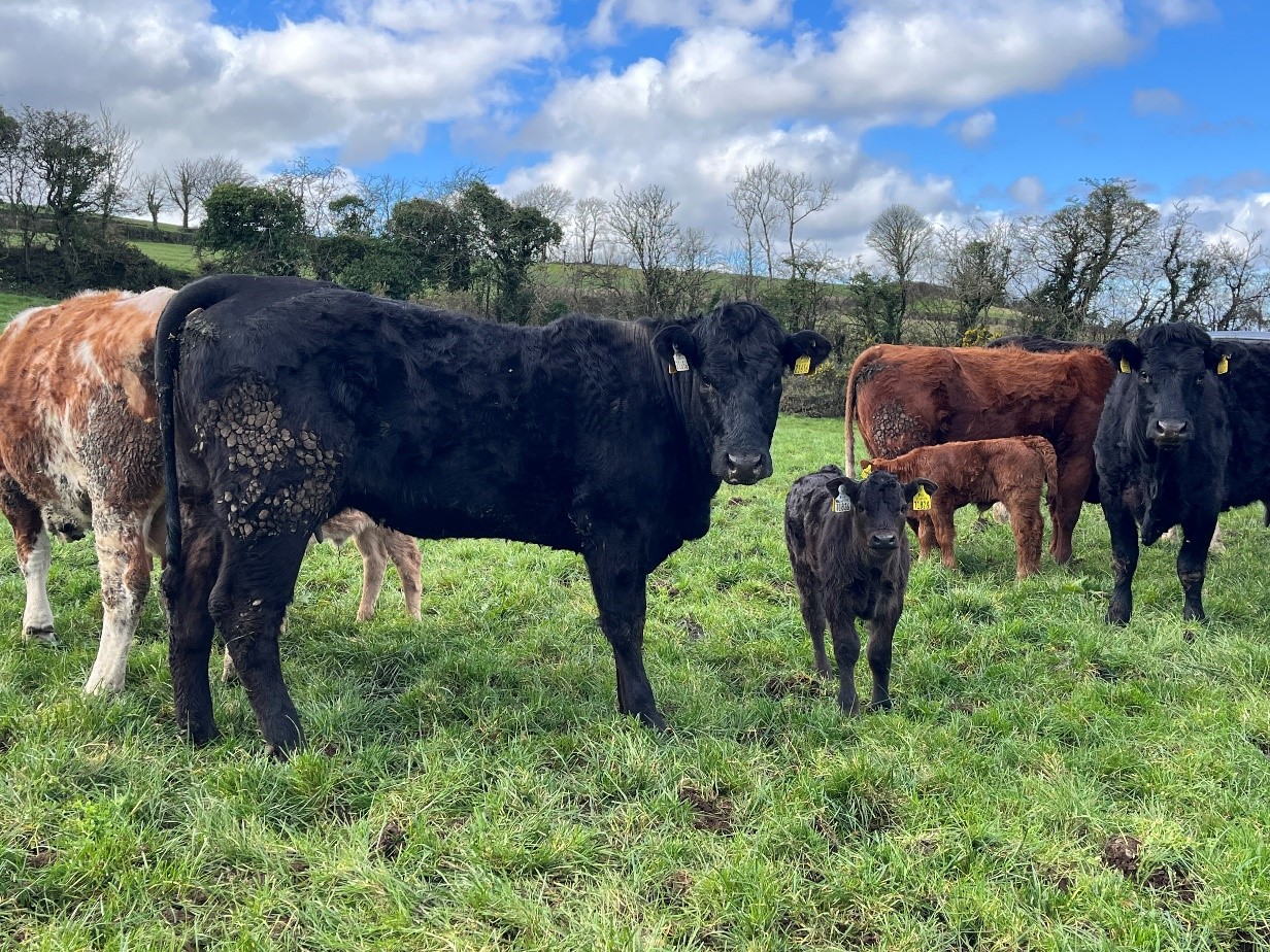 Heifer that calved at 2 years with her calf