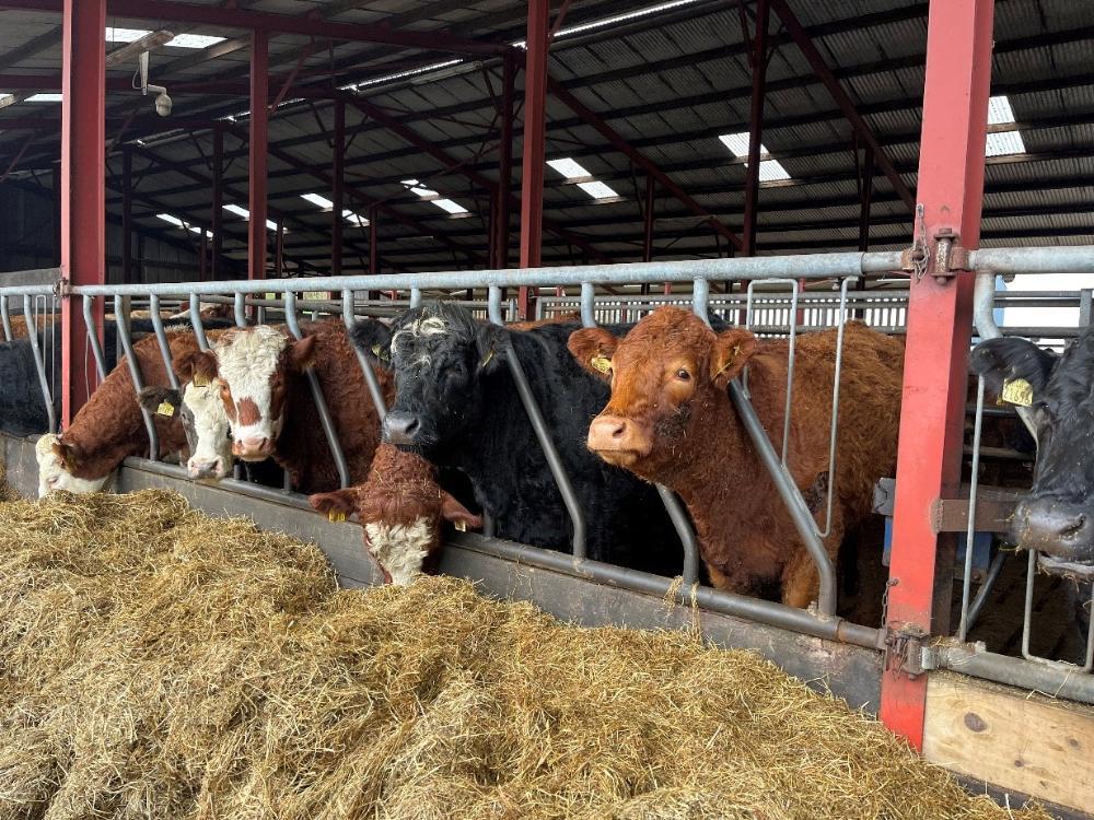 In calf cows eating silage