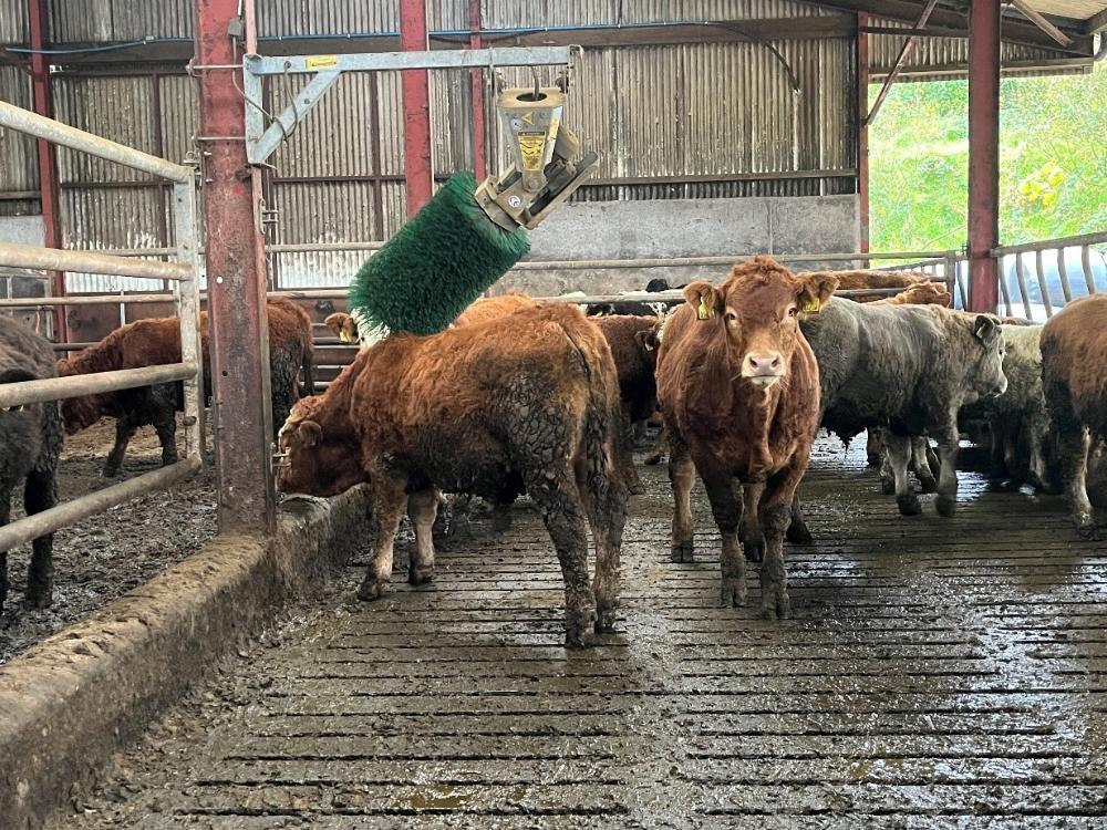 Weanling bulls