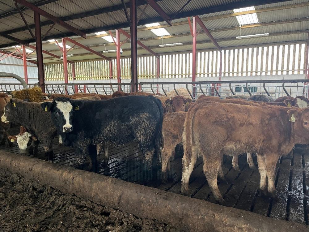Weanling heifers in shed