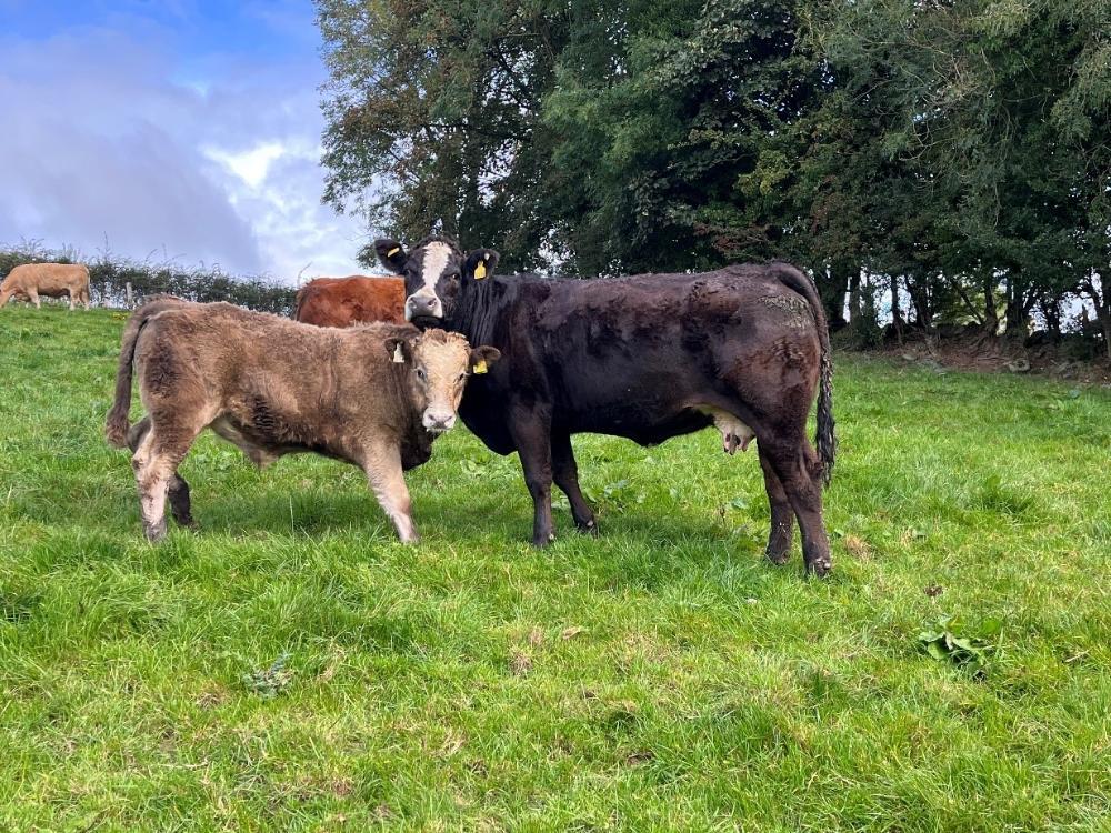 Cow and calf pair