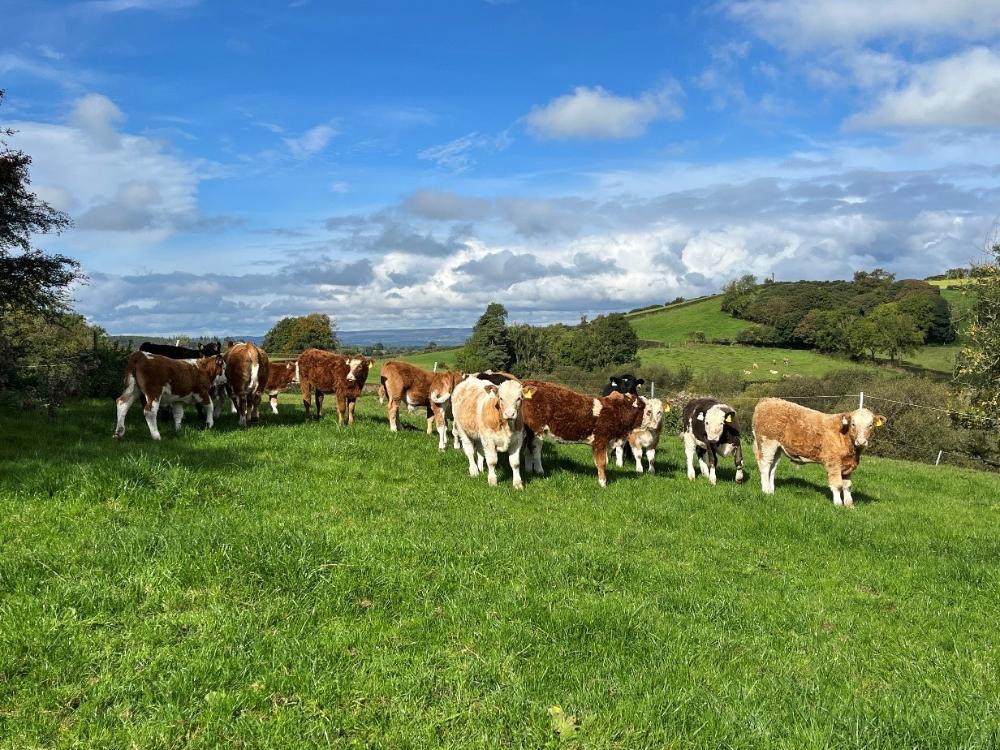 Weanlings at grass