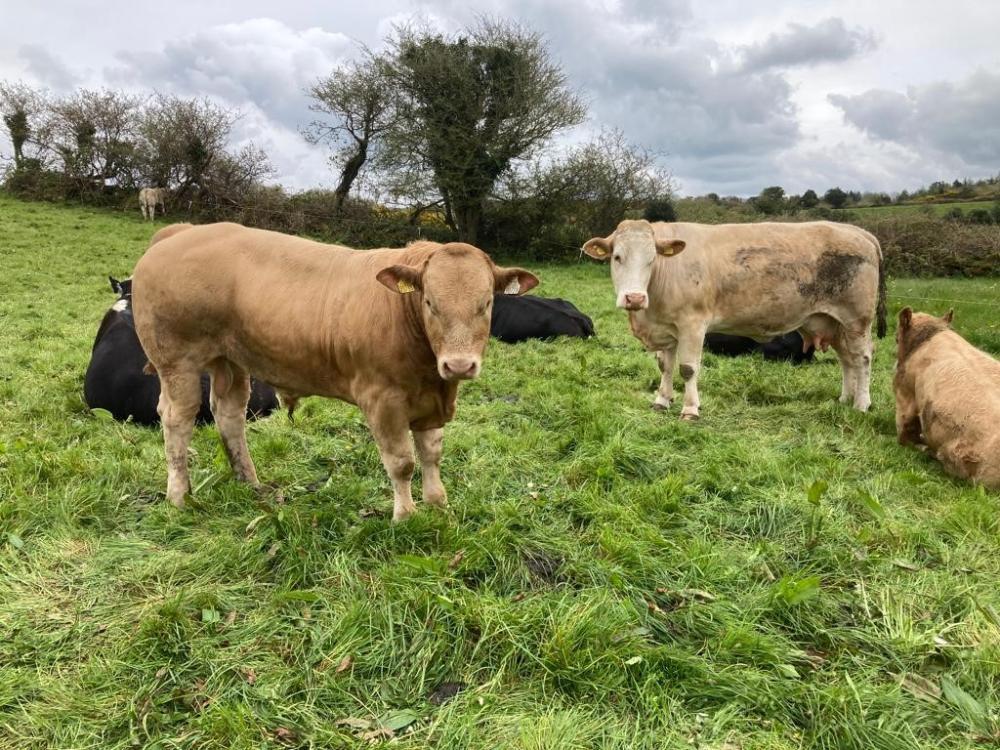 Autumn born bull