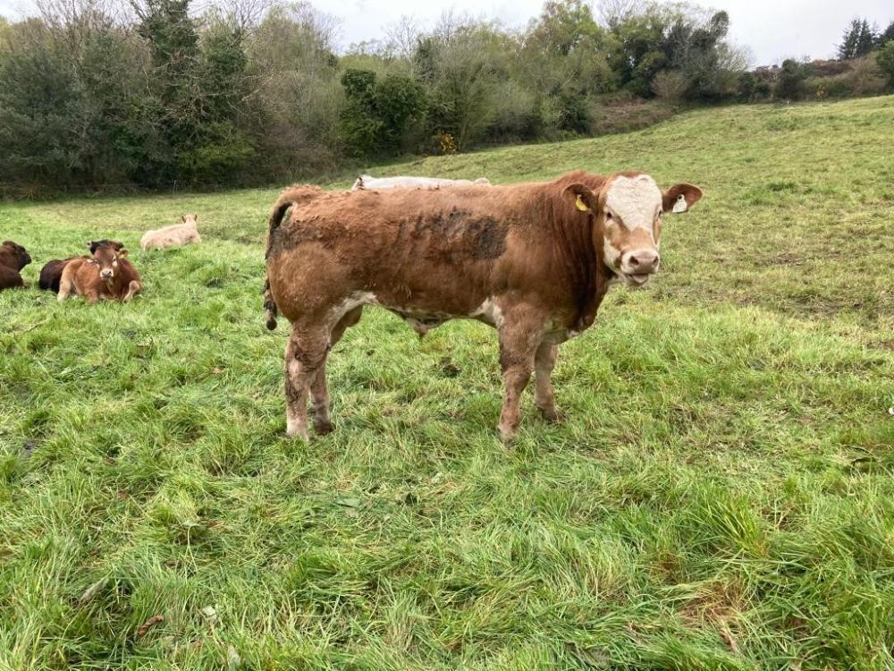 Autumn born bull