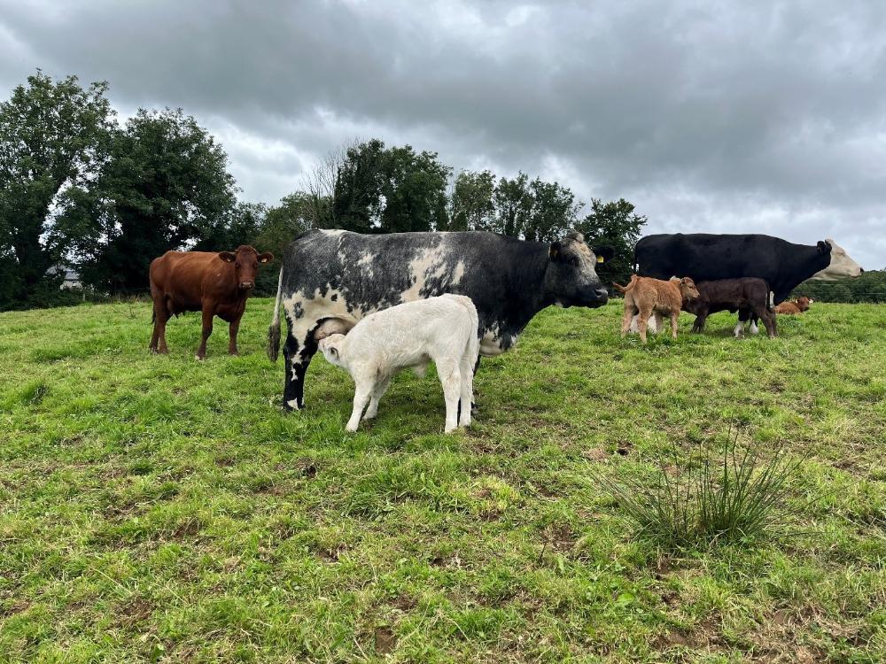 A suckler cow feeding her new calf