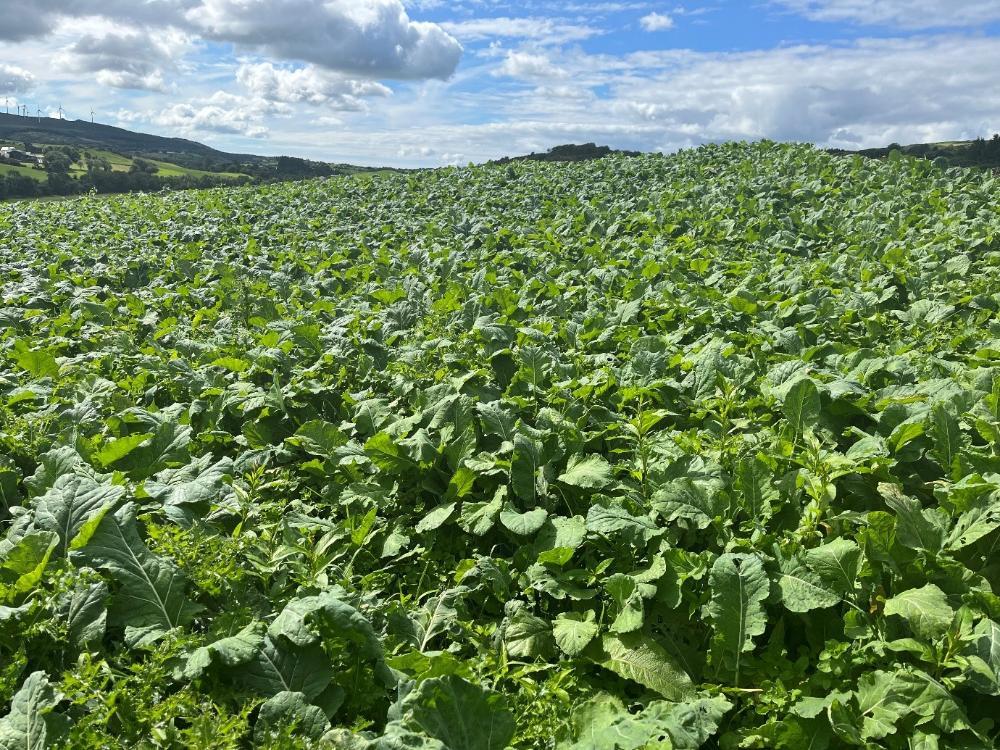 Kale growing well on the farm
