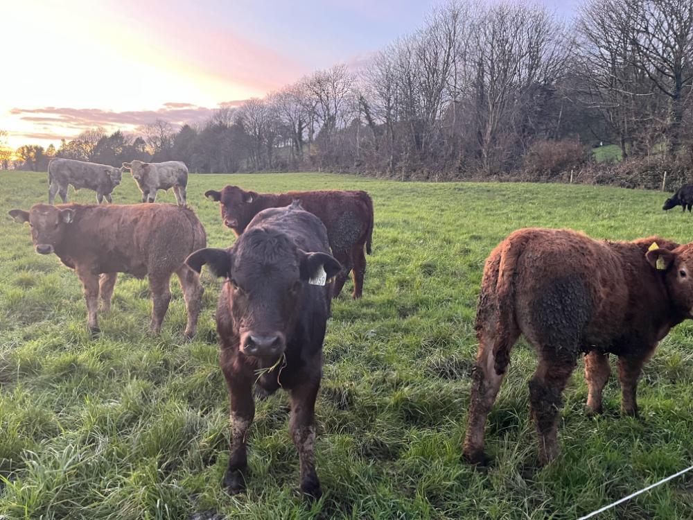 Calves at grass