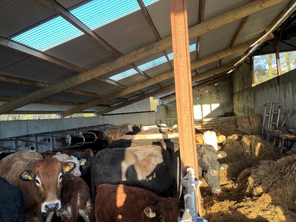 Cows and calves in new shed