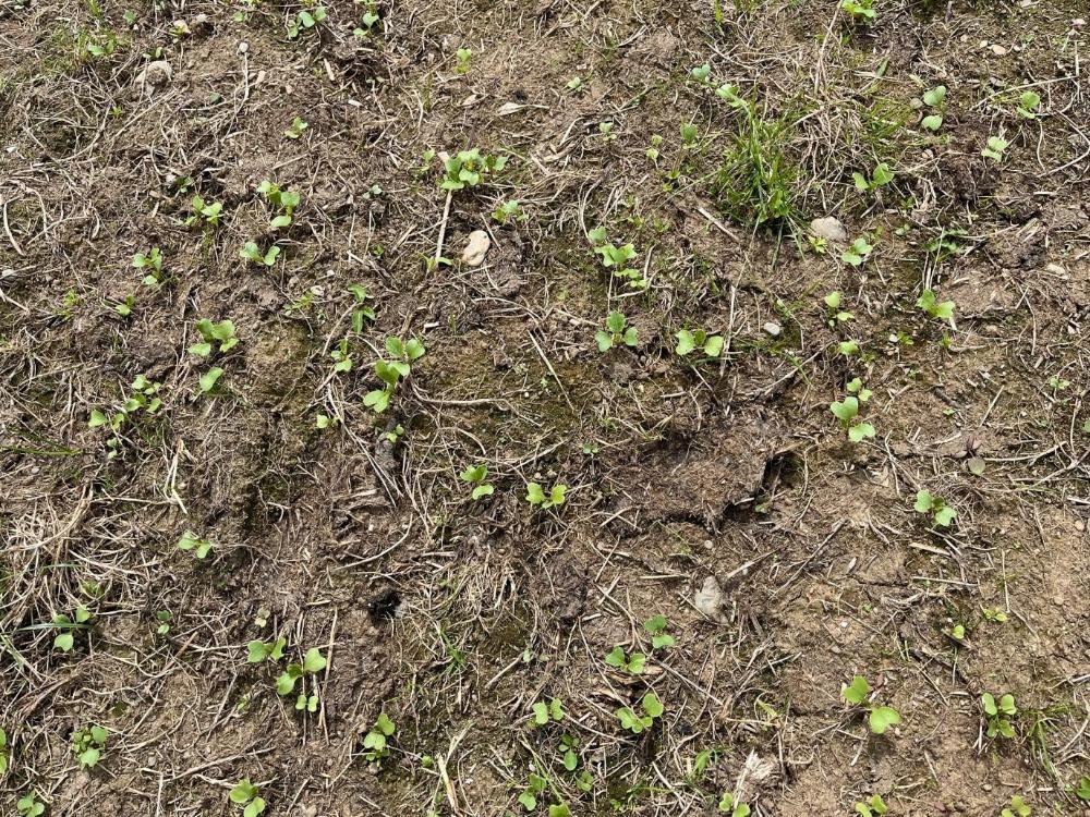 Kale seedlings appearing