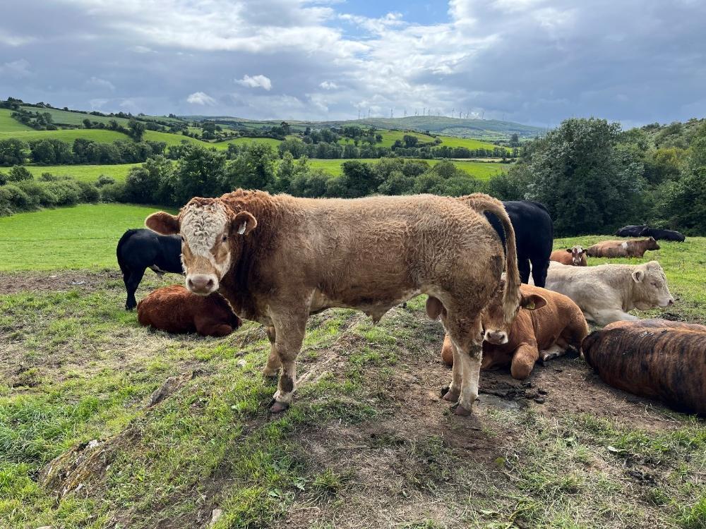 Heaviest bull weanling on the farm