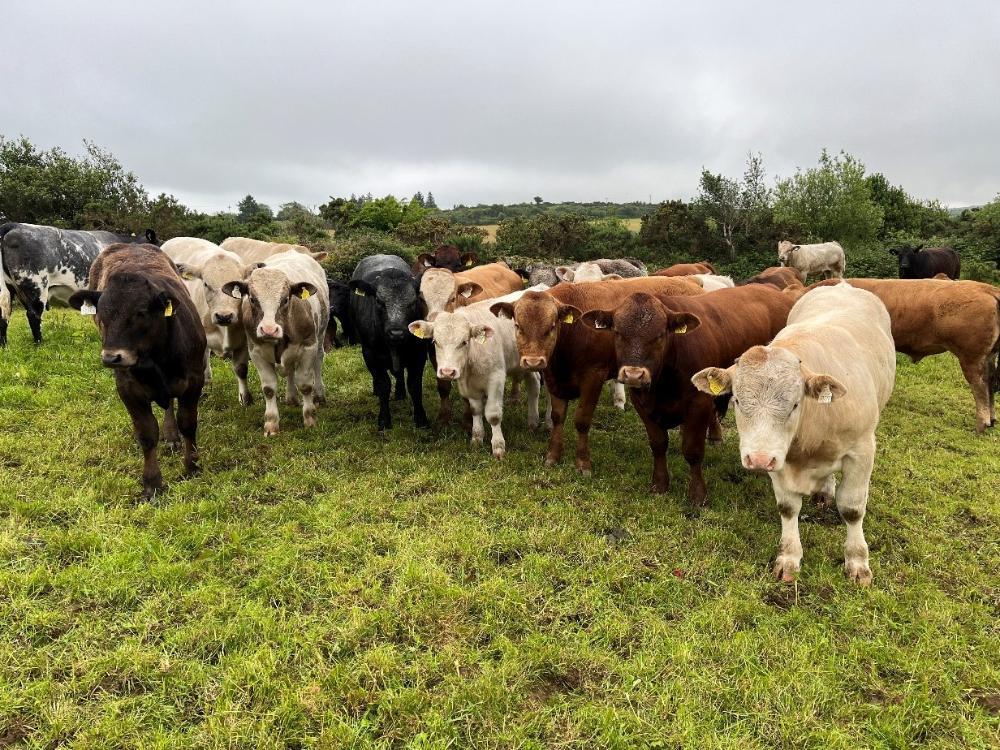 Bull weanlings