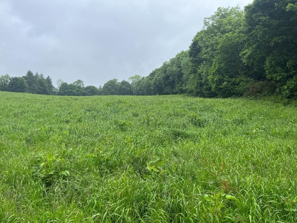 Silage field
