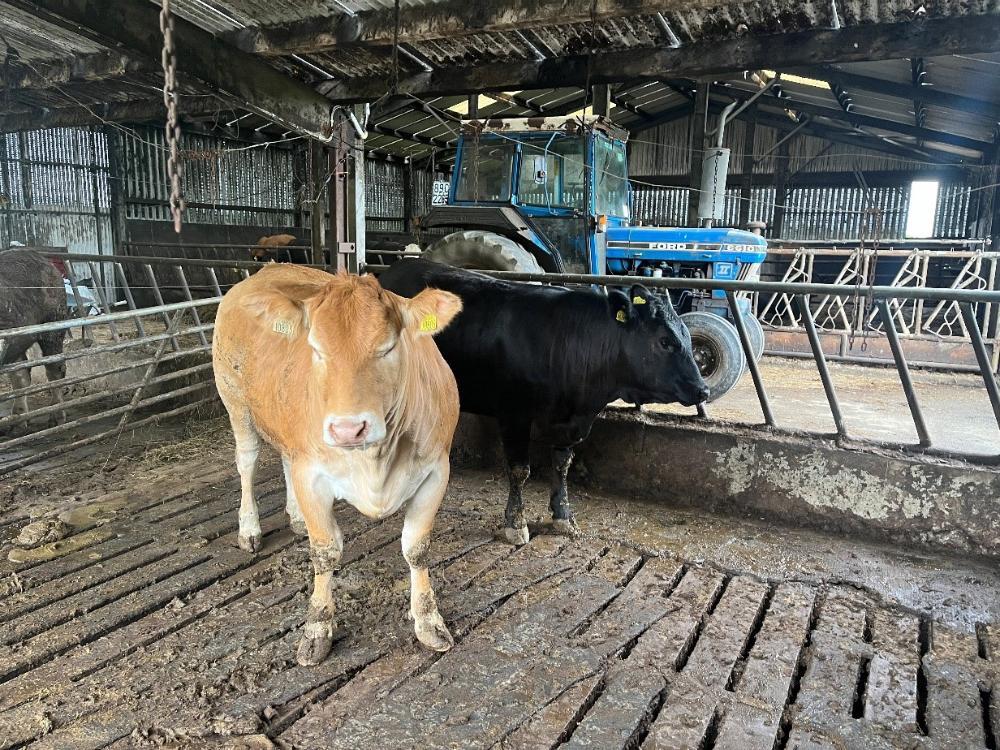 Finishing heifers