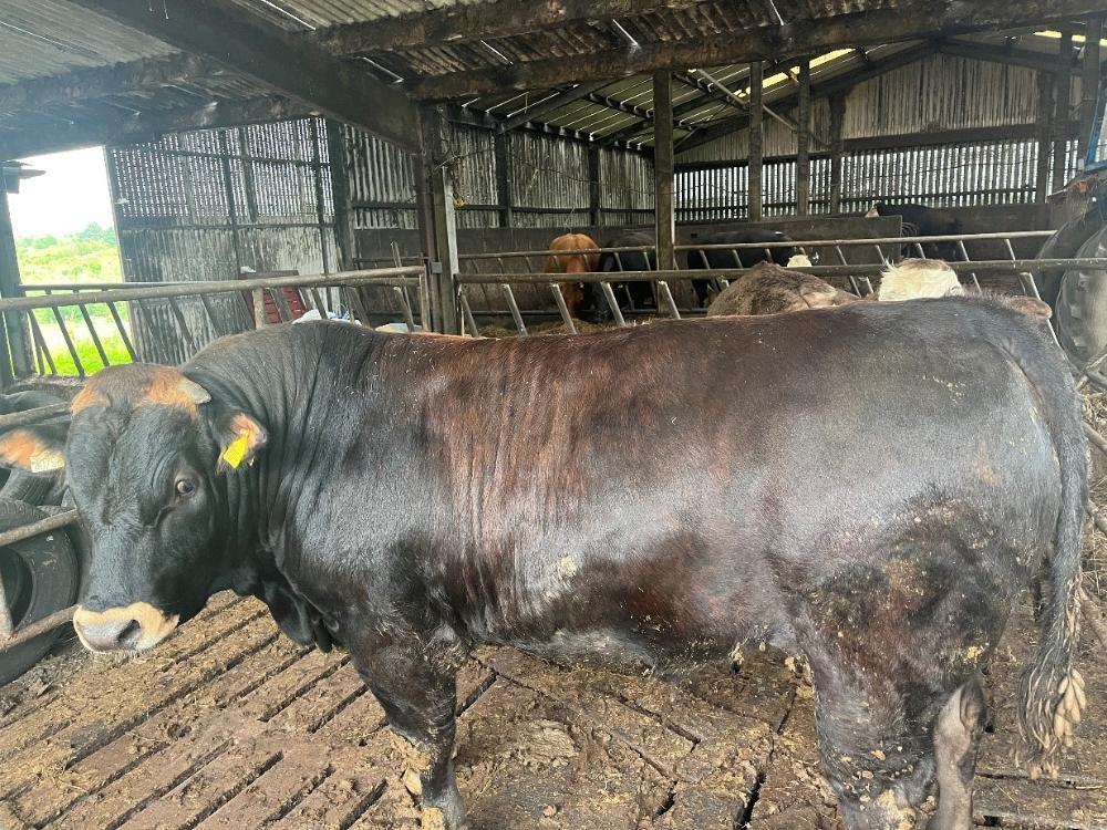 Finishing bull