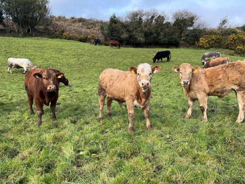 Calves at grass