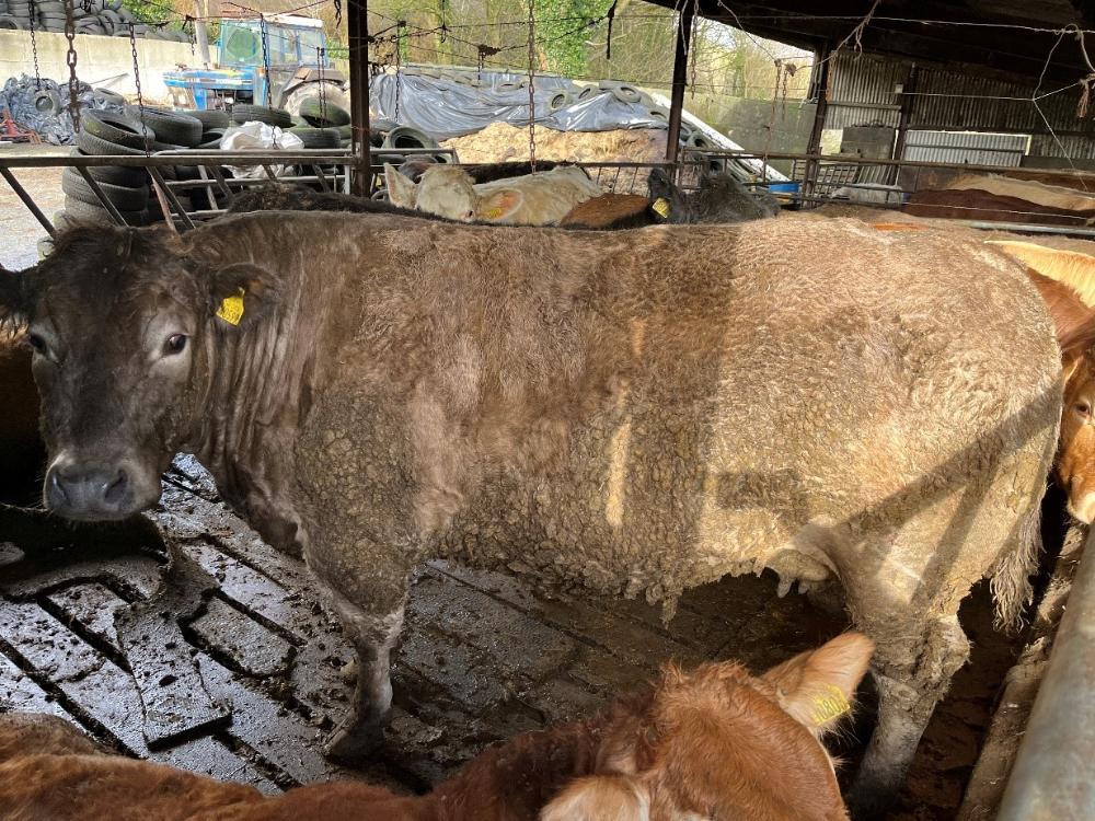 Finishing cow