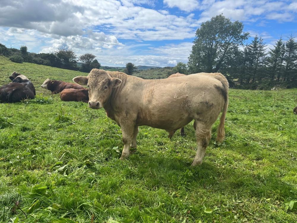Yearling bull for finishing