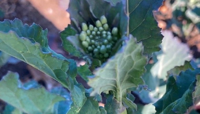 Tillage Update 3rd March 2022