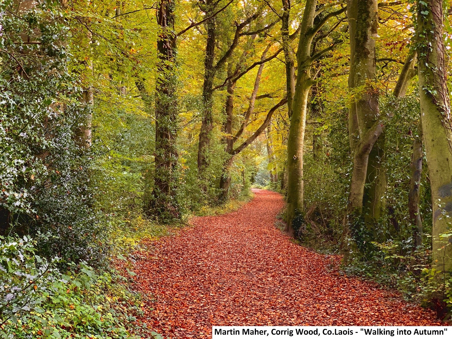 Winner of ‘Our forests in autumn” Category of Teagasc Forest Photo Competition Announced