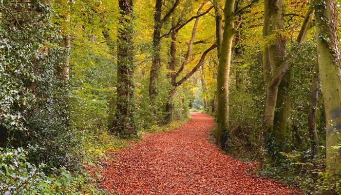 Teagasc launches annual forestry photo competition ‘Celebrating Our Shared Vision for Trees, Woods and Forests’