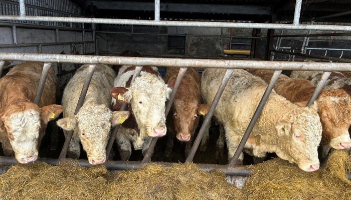 Weanling bulls on silage Cathal Irwins farm
