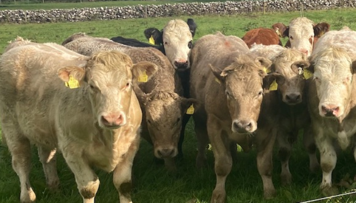 Weaning Autumn born Suckler Calves