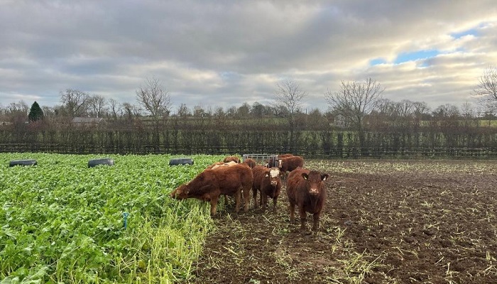 Grazing forage crops - Michael McGuigan’s approach