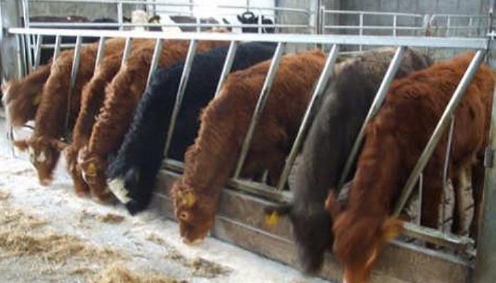 Management of Weanlings over the Winter
