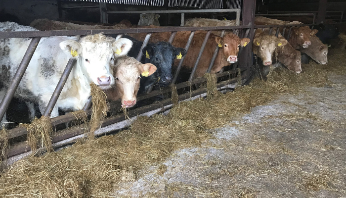 Maximising Weanling Performance this Winter