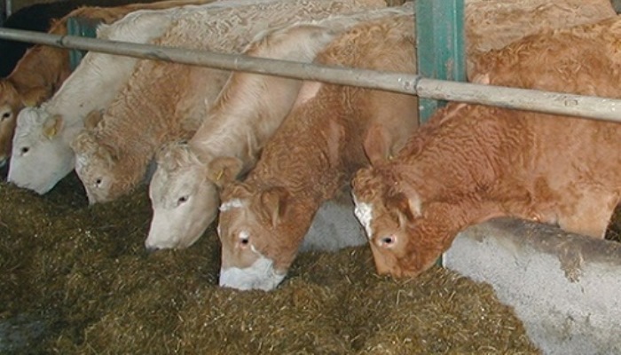 Budgeting for spring feed requirements