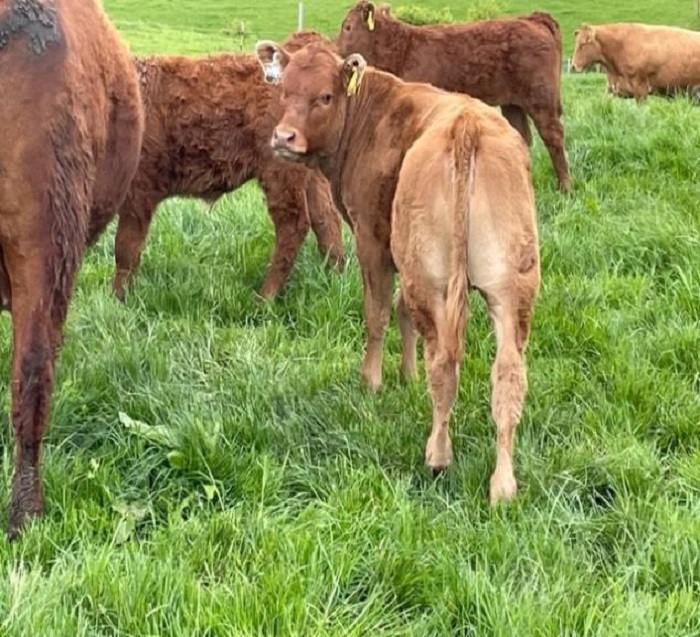 Calves on Wesley Browne's farm