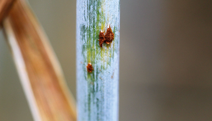 Wheat stem rust: the return of an old foe