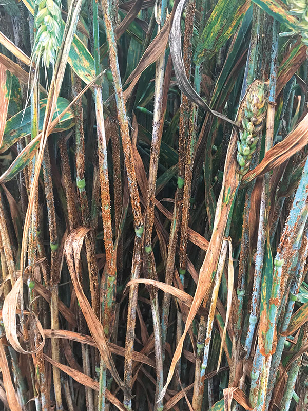 TResearch Spring 2022