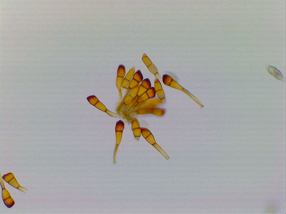 TResearch Spring 2022